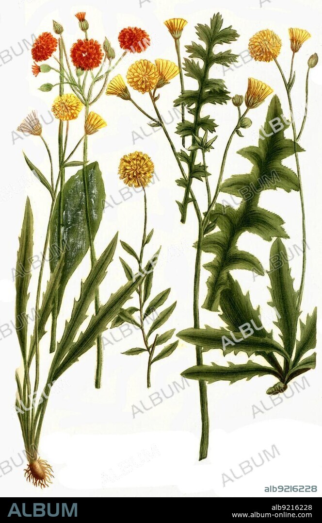 Botany, plants, different species of hawkweed (Hieracium) latifolium, macrocaulon, orange-red hawkweed, praemorsa, erectum, villosus, supinum, Historical, digitally restored reproduction from a 19th century original