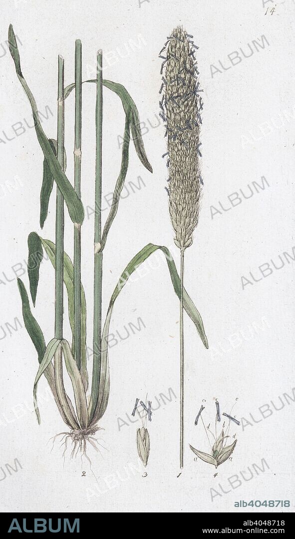 Meadow Foxtail (Alopecurus pratensis), 1804-1811. From Svensk Botanik (Swedish Botany), 1804-1815. From the Landskrona Museum Collection.