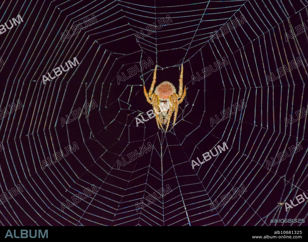 Tropical Orb Weaver (Eriophora ravilla), adult female in web at night. DeLand, FL, USA, in January.