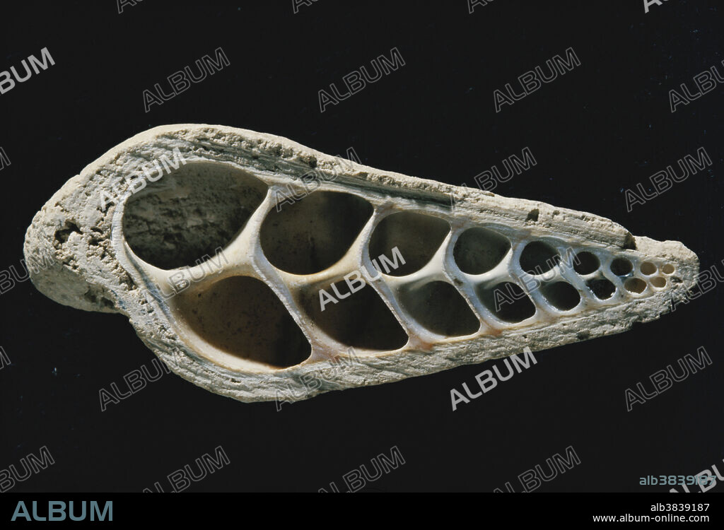 Cross-section of a marine snail (Turritella sp.) fossil from Virginia.