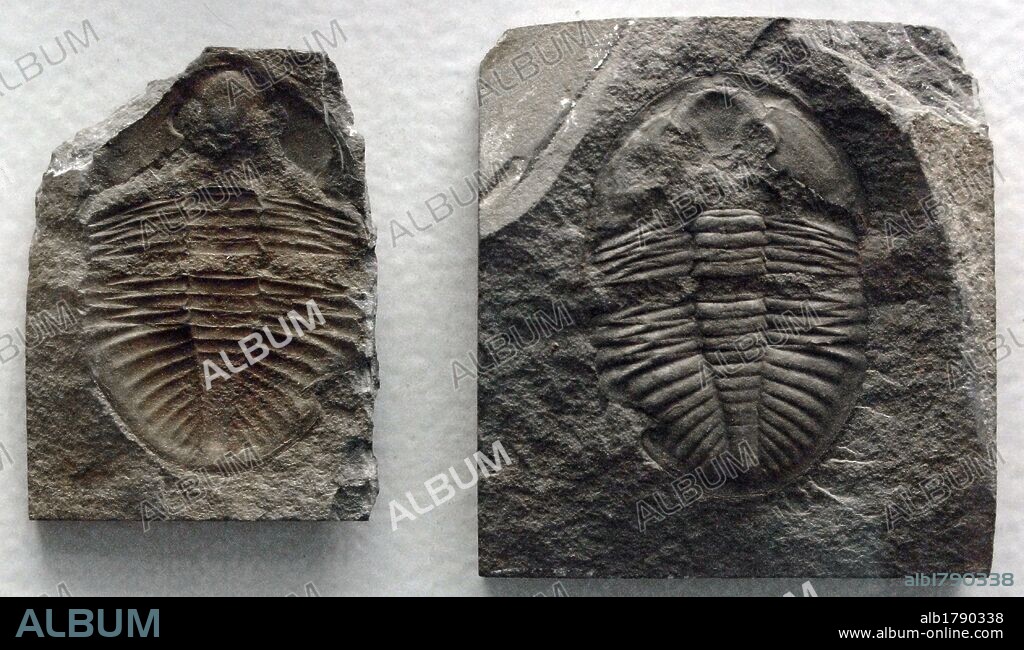 Fossil of Trilobites. Ordovician Period. 500 million years. Located in Builth. Wales. Natural History Museum. London. United Kingdom.