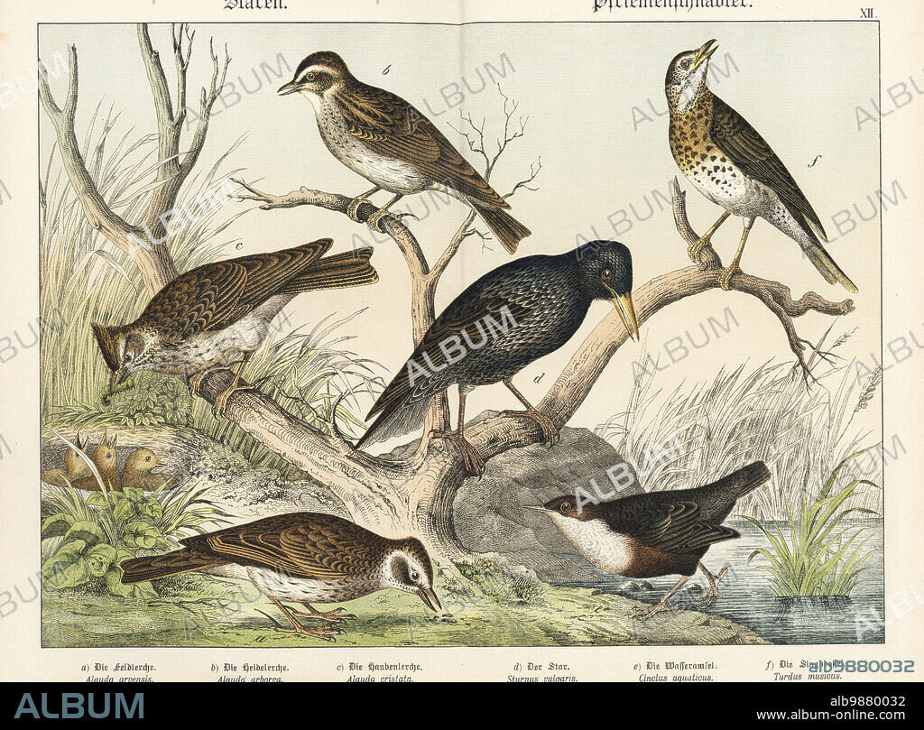 Eurasian skylark, Alauda arvensis a, wood lark, Lullula arborea b, crested lark feeding young in nest, Galerida cristata c, starling, Sturnus vulgaris d, white-throated dipper, Cinclus cinclus e, and song thrush singing, Turdus philomelos f. Chromolithograph from Gotthilf Heinrich von Schubert's Natural History of the Animal Realms (Naturgeschichte des Tierreichs), Schreiber, Munich, 1886.