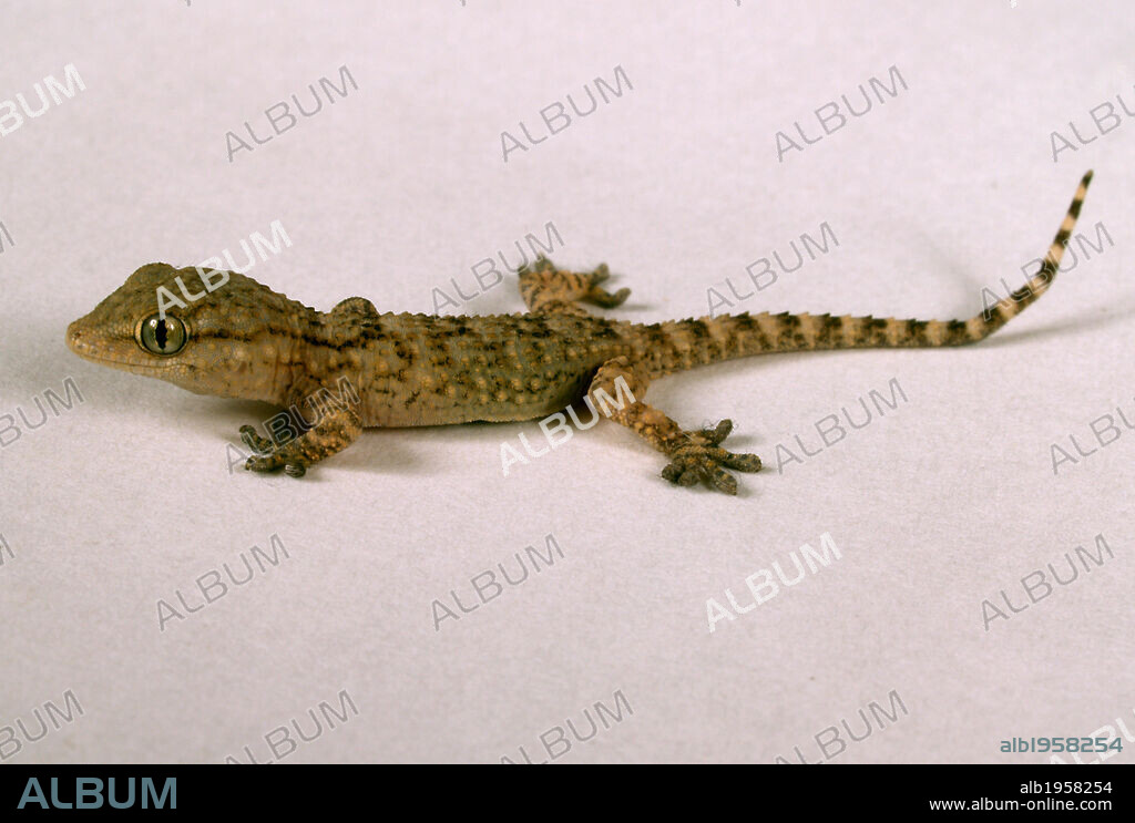 SALAMANQUESA o DRAGON (Tarentola mauritanica). Reptil escamoso saurio de la familia gecónidos.