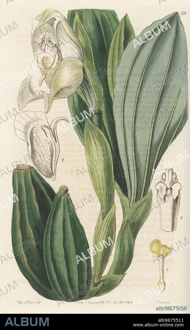 Swaddled babies orchid, carpales or one-flowered anguloa, Anguloa uniflora. Sent by Linden from Colombia, raised and flowered by Mr Barker of Birmingham. Found in Muna, Chincao and Tarma in Peru. Handcoloured copperplate engraving by George Barclay after a botanical illustration by Sarah Drake from Edwards Botanical Register, continued by John Lindley, published by James Ridgway, London, 1844.
