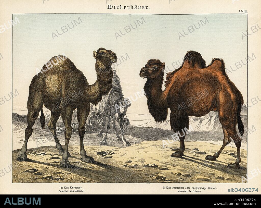 Arabian camel, Camelus dromedarius, and critically endangered Bactrian camel, Camelus bactrianus. Chromolithograph from Gotthilf Heinrich von Schubert's Natural History (Naturgeschichte), Schreiber, Munich, 1886.