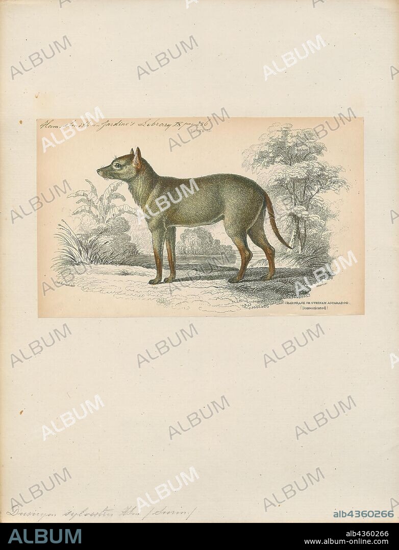Dusicyon sylvestris, Print, Dusicyon is an extinct genus of South American canids. The type species is Dusicyon australis, the Falkland Islands wolf. In 1914, Oldfield Thomas established this genus, in which he included the culpeo and other South American foxes. These other canids were removed to Lycalopex by Langguth in 1975. Dusicyon avus, widely distributed in the late Pleistocene from Uruguay through Buenos Aires Province to southernmost Chile, is the closest known relative of the Falkland Islands wolf; the two lineages split only about 16, 000 years ago. It died out in the late Holocene, about 2, 980 years ago on the island of Tierra del Fuego and almost 1, 700 years ago in the continent., 1833-1866.