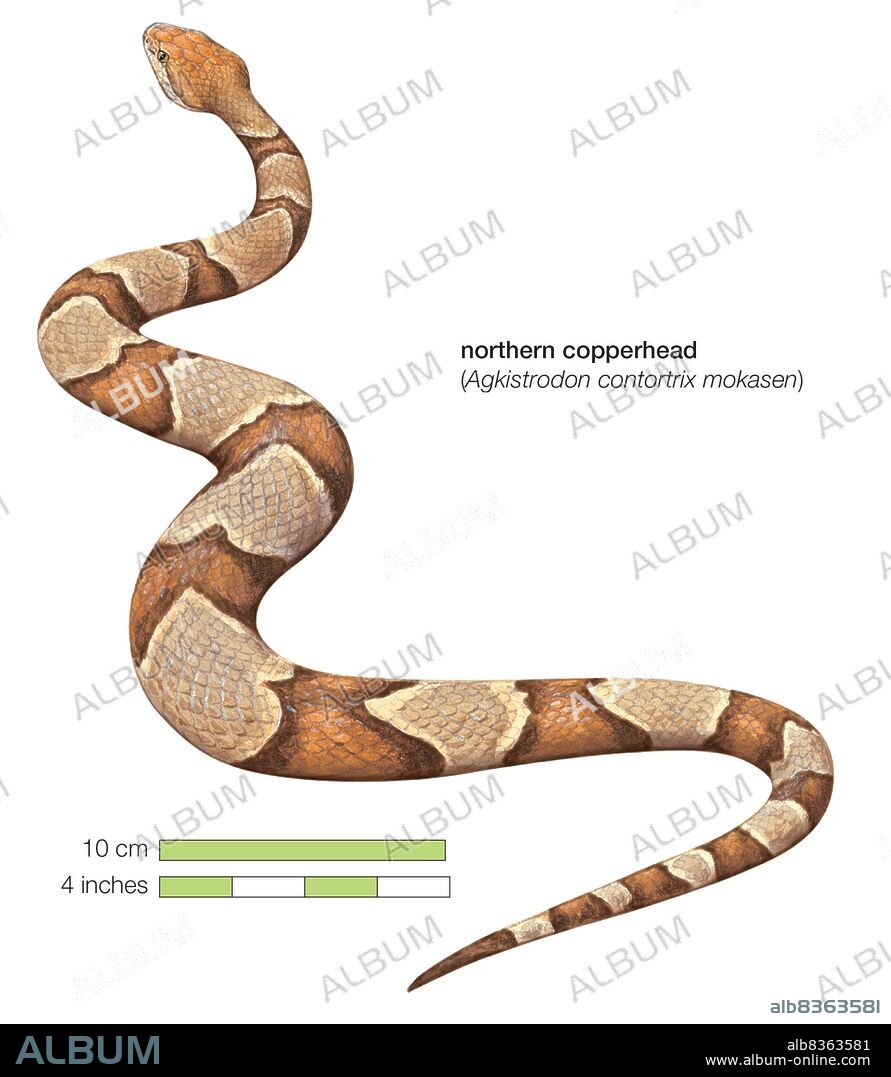 Northern copperhead (Agkistrodon contortrix mokasen).