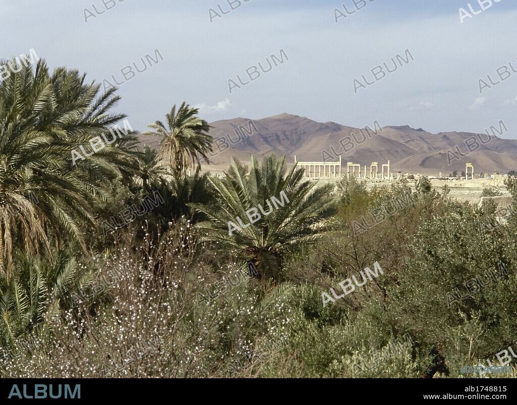 SIRIA. Vista general del palmeral del OASIS DE PALMIRA, con las ruinas de la ciudad romana al fondo.
