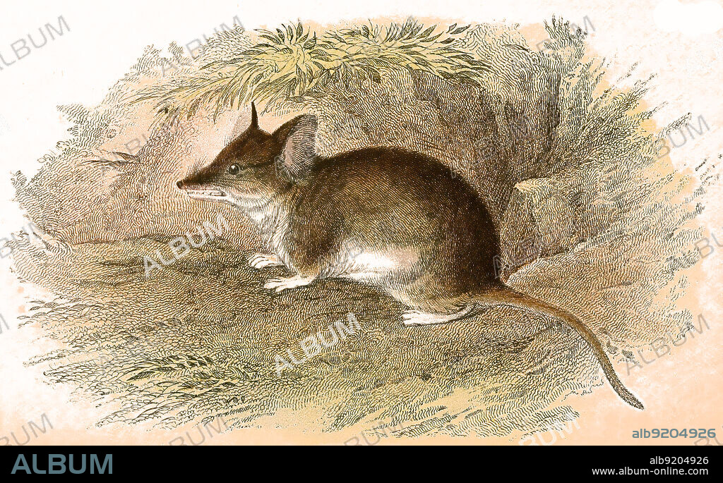 Kap-Hamsterratte, Saccostomus campestris, ein Nagetier in der Gattung der Kurzschwanz-Hamsterratten / South African pouched mouse or southern African pouched mouse, Saccostomus campestris, Historisch, historical, digital improved reproduction of an original from the 19th century / digital restaurierte Reproduktion einer Originalvorlage aus dem 19. Jahrhundert, genaues Originaldatum nicht bekannt,.