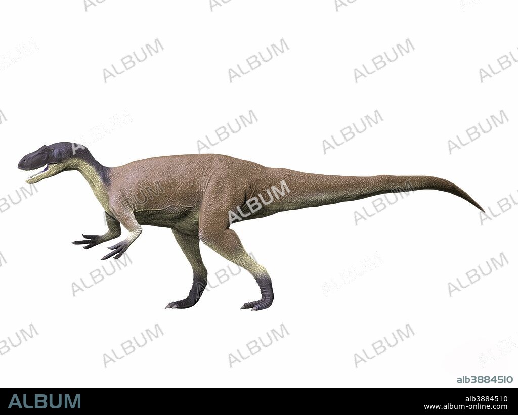 Megalosaurus bucklandii, Middle Jurassic of England.