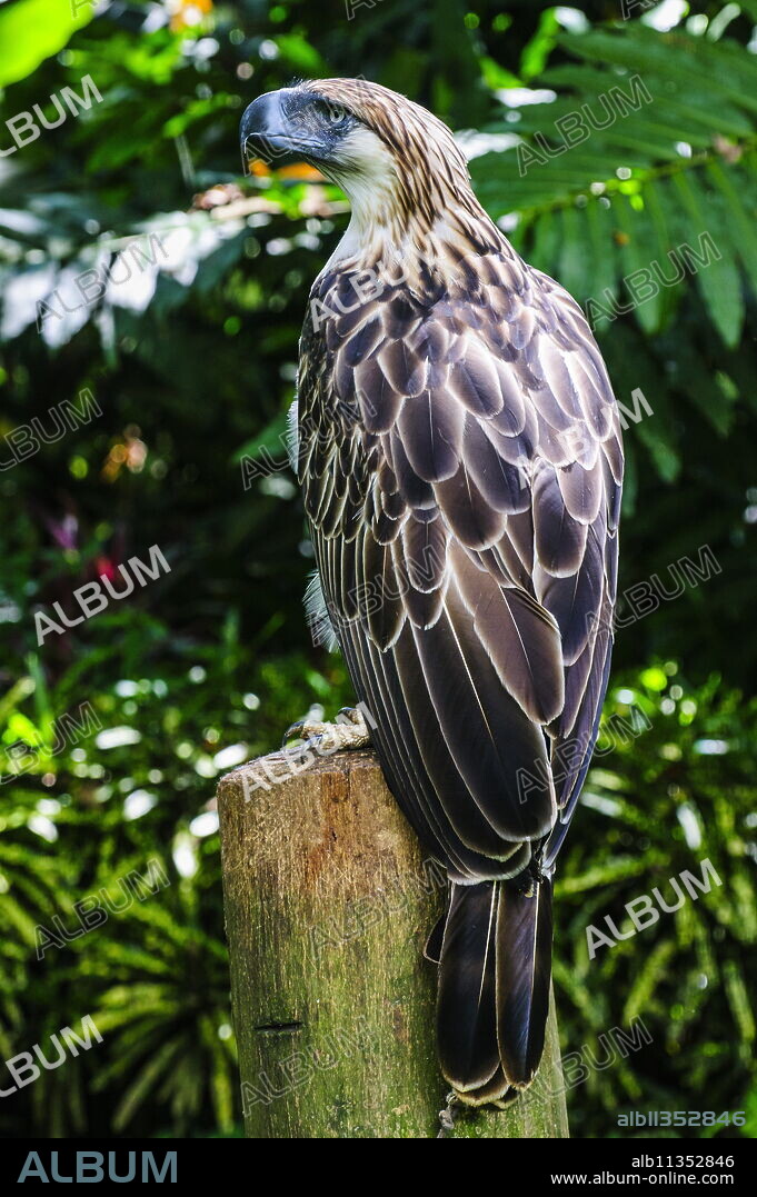 Philippine eagle (Pithecophaga jefferyi) (Monkey-eating eagle), Davao, Mindanao, Philippines, Southeast Asia, Asia.