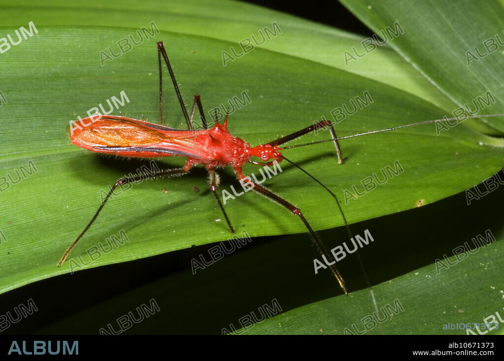 The assassin bug (reduviidae) can deliver a painful bite and at least some species do produce a venom. They are predators of other small invertebrates. They use their long proboscis-like beak to feed on their prey. This individual was photographed on a night hike at the CICRA research centre, Madre de Dios, Peru.