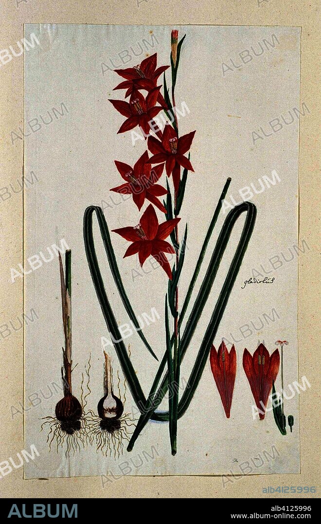 Gladiolus watsonius Thunb. (Watsonia hysterantha). Draughtsman: Robert Jacob Gordon. Dating: Oct-1777 - Mar-1786. Measurements: h 660 mm × w 480 mm; h 426 mm × w 260 mm.