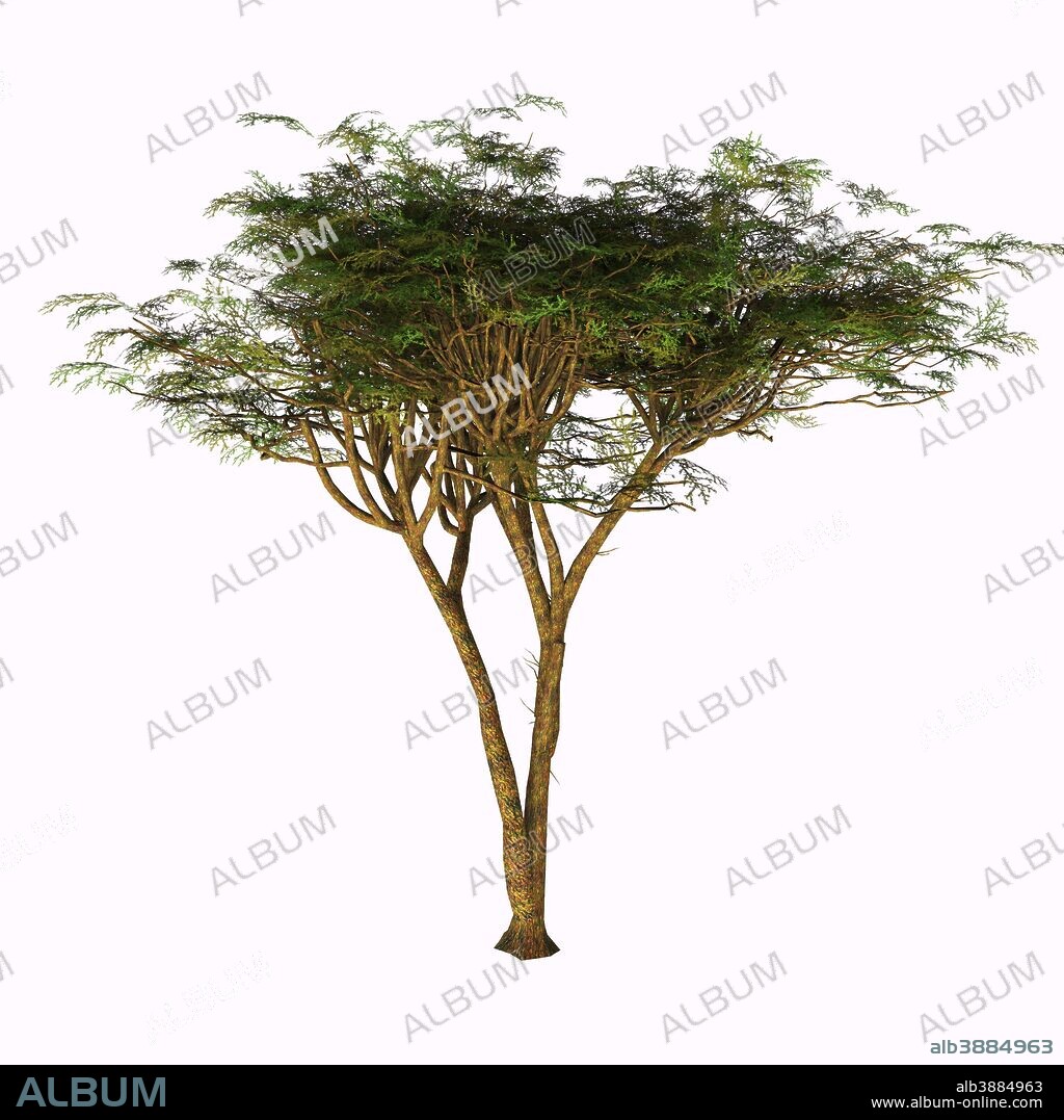 The umbrella thorn acacia tree on white background. This tree is found in the Sahel of Africa, the Sudan and the Middle East.