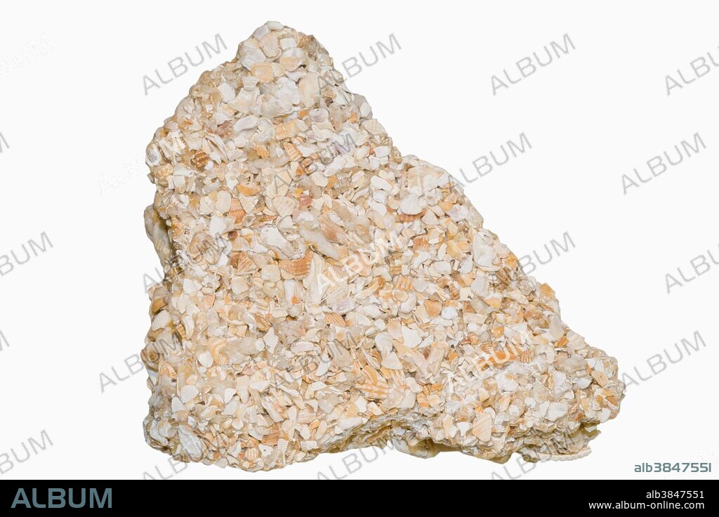 Coquina is a sedimentary rock composed mainly of shell fragments. Sample courtesy of Perkins Museum of Geology, University of Vermont.