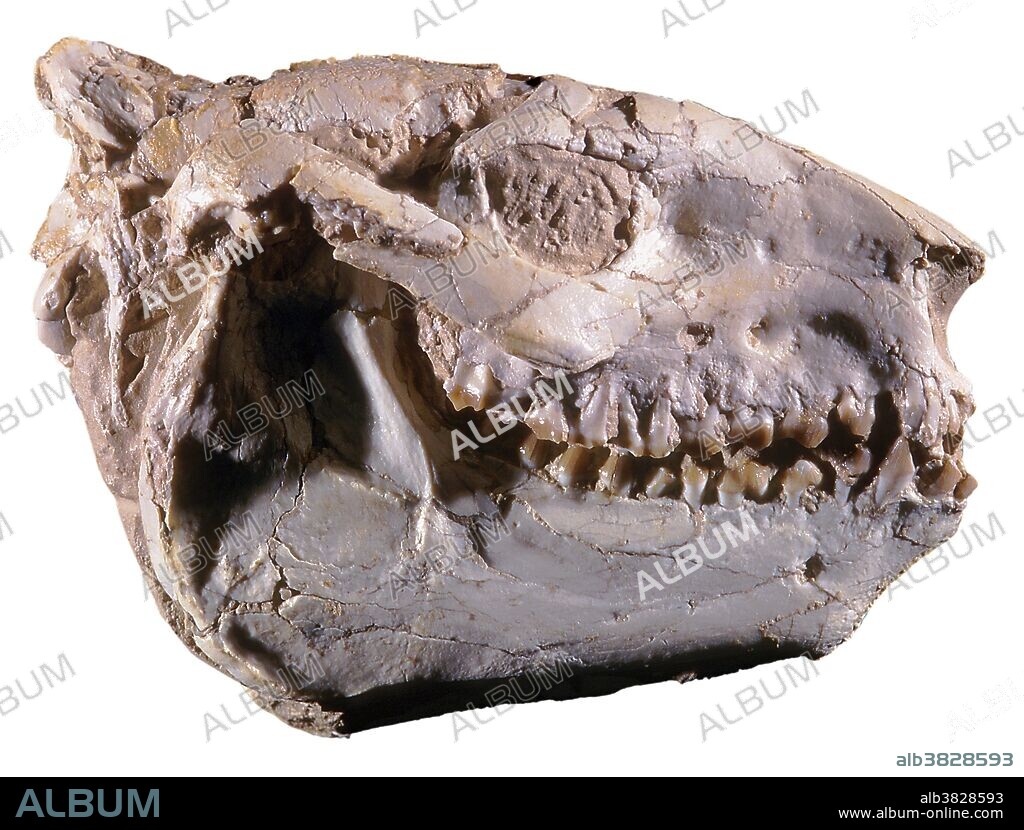 Oreodont Fossil, Miniochoeris gracilis, Oligocene, Wyoming.