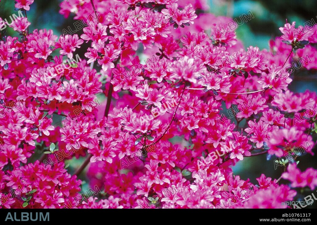 Azalea (Azalea japonica). Florenia Park, Urrugne, Pyrénées-Atlantiques, France.