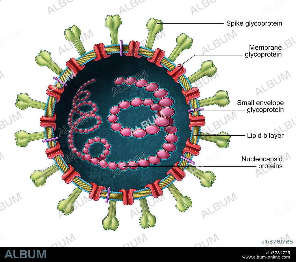 A cross-sectional illustration of the Middle Eastern Respiratory Syndrome coronavirus (MERS-CoV), a positive-sense, single-stranded RNA virus responsible for a viral respiratory infection. Symptoms of the virus include fever, cough, diarrhoea, and shortness of breath. Camels are believed to be involved in the transmission of the virus to humans, which is then spread person to person through close contact.