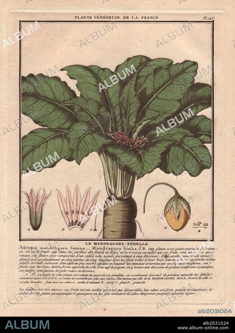 Female mandrake plant (Atropa mandragora or Mandragora officinarum).. . French botanist Jean Baptiste François Pierre Bulliard was born around 1742 at Aubepierre-en-Barrois (Haute Marne) and died on 26 September 1793 in Paris. He studied at Angers, and later illustrated and published a number of botanical and mycological works on French flora. He studied art and engraving under Francois Martinet, the celebrated artist of many of Buffon's natural history books. . . His first book was "Flora of Paris" (1776-80), a re-edition of Sebastien Vaillant's work according to the Linnaean system. From 1780 until his death in 1793 he worked on the "Herbier de la France," a complete flora of French plants with over 600 plates. It was probably the first botanical work completely colour printed without retouching by hand. Blunt calls it "an attractive work, illustrated with colored engravings that are both delicate and accurate." Gill Saunders wrote in "Picturing Plants" (1995): "The Herbier is one of the most impressive examples of colour-printing in the history of botanical illustration.". . Bulliard drew, engraved and colour-printed all his own books and developed an instantly recognizable style. The botanical subject is arranged to fill a bordered window and the descriptive text is engraved below. Bulliard pioneered color copperplate printing: the image was formed with a line engraving in black, followed by three tint plates to add color to the flowers and leaves. The system meant he was able to produce illustrated books in color at a lower price than his competitors.