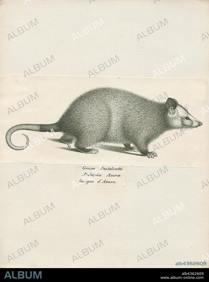 Didelphis azarae, Print, Didelphis is a genus of New World mammals. The six species in the genus Didelphis, commonly known as large American opossums, are members of the order Didelphimorphia. The genus is composed of cat-sized omnivorous species, which can be recognized by their prehensile tails and their tendency to "play possum" (feign death) when cornered. The largest species, the Virginia opossum (Didelphis virginiana), is the only marsupial to be found in North America north of Mexico., 1700-1880.