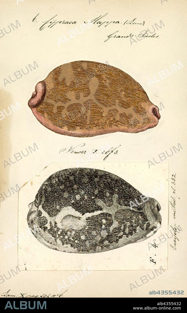 Cypraea mappa, Print, Leporicypraea mappa (previously known as Cypraea mappa), common name the map cowry, is a species of large sea snail, a cowry, a marine gastropod mollusk in the family Cypraeidae, the cowries.