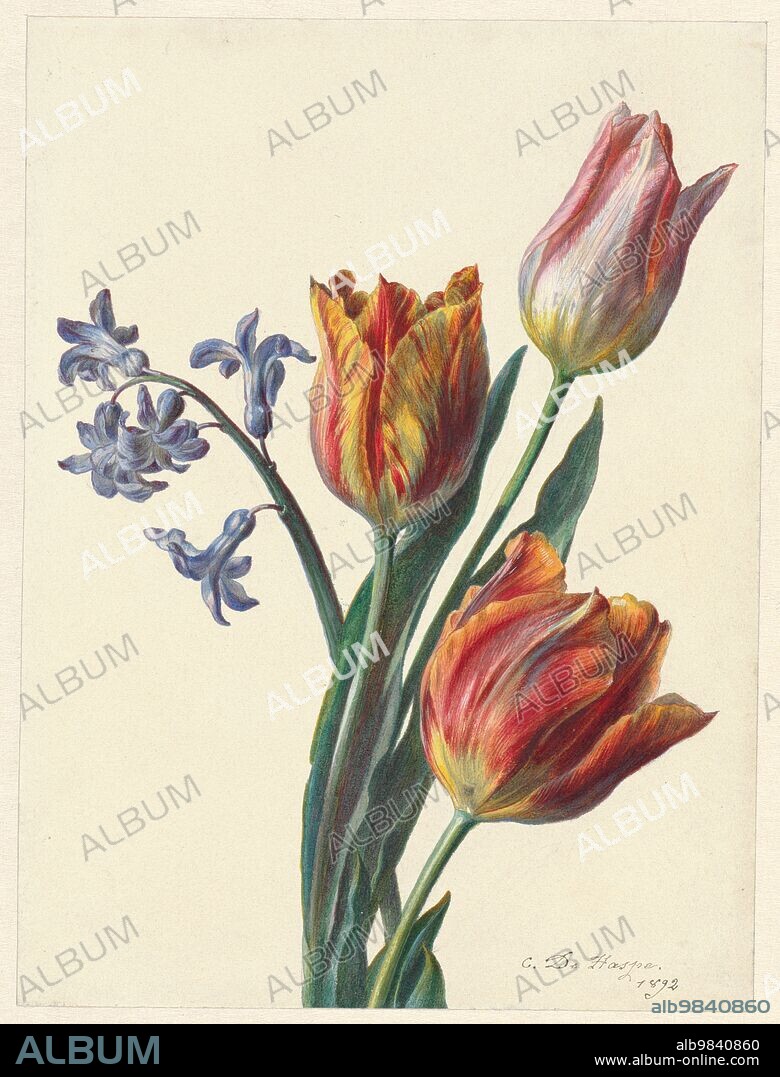 C. DE HASPE. Three tulips and a sprig of hyacinth, 1892.