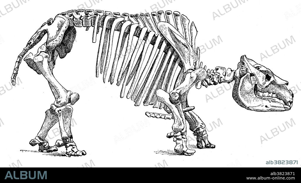 Toxodon is an extinct mammal of the late Pliocene and Pleistocene epochs about 2.6 million to 16,500 years ago. It was indigenous to South America, and was probably the most common large-hoofed mammal in South America at the time of its existence. Charles Darwin was one of the first to collect Toxodon fossils, after paying 18 pence for a T. platensis skull from a farmer in Uruguay. This animal appeared during Cenozoic era, the most recent era of geologic time, from about 65 million years ago to the present. The Cenozoic Era is characterized by the formation of modern continents and the diversification of mammals and plants. Grasses also evolved during the Cenozoic. The climate was warm and tropical toward the beginning of the era and cooled significantly in the second half, leading to several ice ages. Humans first appeared near the end of this era.