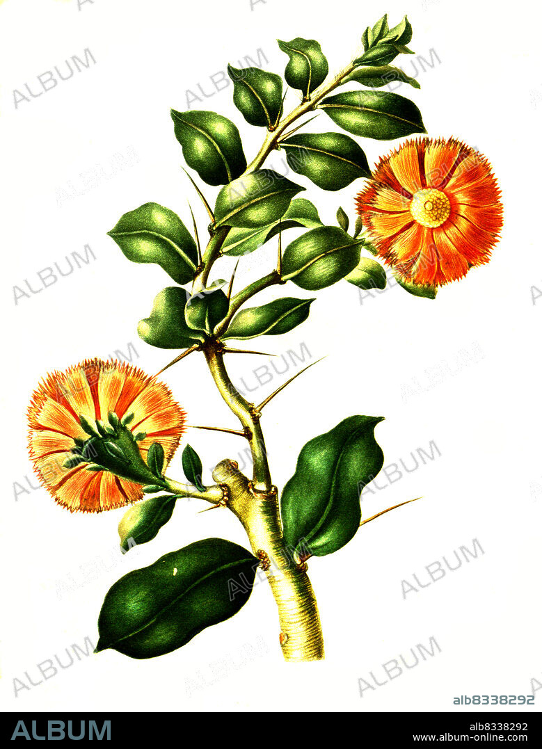 Pereskia lychnidiflora, Leuenbergeria lychnidiflora ist eine Pflanzenart in der Gattung Leuenbergeria aus der Familie der Kakteengew§chse, Kaktus, Revue de la famille des Cactees, A.P. de Candolle, 1829, Historisch, historical, digital improved reproduction of an original from the 19th century / digital restaurierte Reproduktion einer Originalvorlage aus dem 19. Jahrhundert, genaues Originaldatum nicht bekannt.