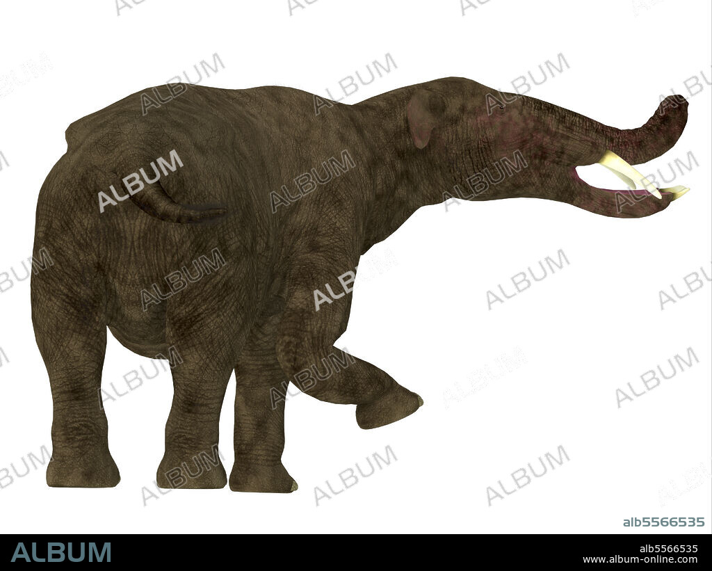Platybelodon mammal, rear view. Platybelodon was herbivorous elephant mammal that lived in Africa, Europe and North America during the Miocene and Pleistocene Periods.