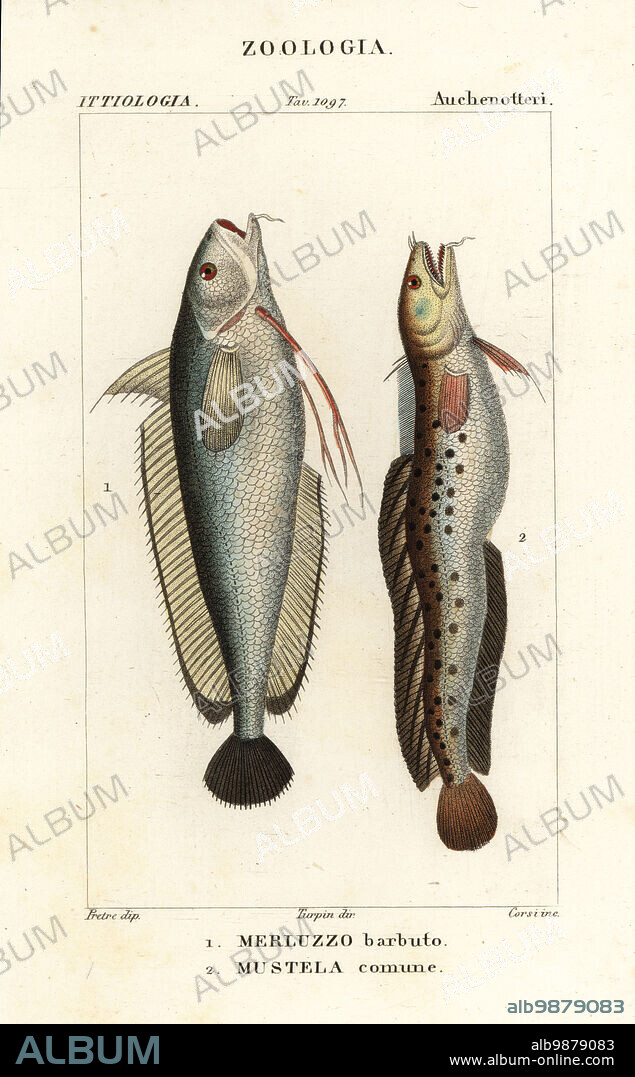 Forkbeard, Phycis phycis 1 and fivebeard rockling, Ciliata mustela.2. Mustela comune, Merluzzo barbuto. Handcoloured copperplate stipple engraving from Antoine Laurent de Jussieu's Dizionario delle Scienze Naturali, Dictionary of Natural Science, Florence, Italy, 1837. Illustration engraved by Corsi, drawn by Jean Gabriel Pretre and directed by Pierre Jean-Francois Turpin, and published by Batelli e Figli. Turpin (1775-1840) is considered one of the greatest French botanical illustrators of the 19th century.