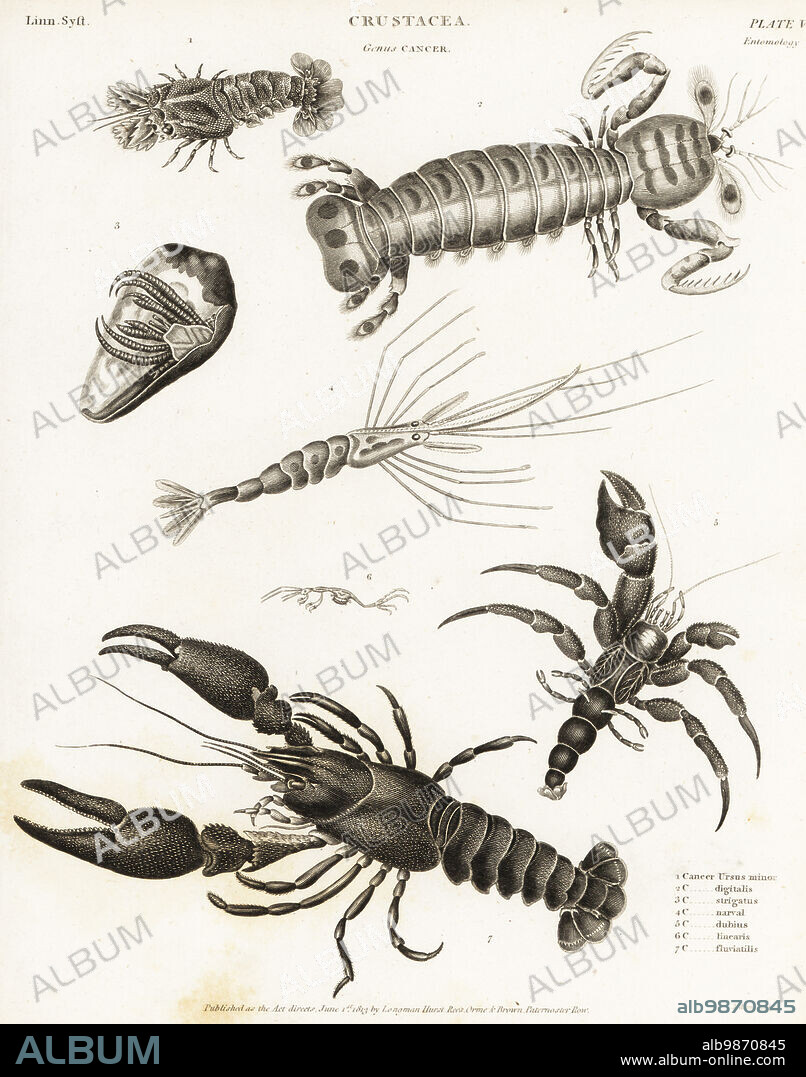 Slipper lobster, Scyllarus arctus 1, mantis shrimp, Squilla mantis 2, Halloween hermit crab, Ciliopagurus strigatus 3, narwal shrimp, Plesionika narval 4, hermit crab, Diogenes dubius 5, linear skeleton shrimp, Caprella linearis 6, and European crayfish, Astacus astacus 7. Copperplate engraving by Milton from Abraham Rees' Cyclopedia or Universal Dictionary of Arts, Sciences and Literature, Longman, Hurst, Rees, Orme and Brown, London, 1813.