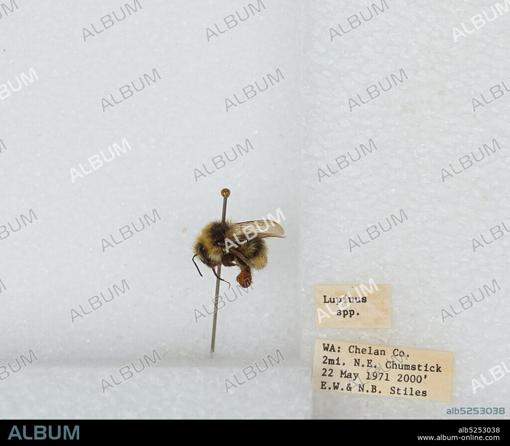 2 miles northeast of Chumstick, Chelan, Washington, United States, Bombus (Pyrobombus) vandykei (Frison), Animalia, Arthropoda, Insecta, Hymenoptera, Apidae, Apinae.
