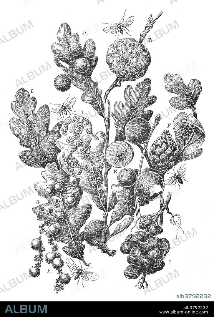 Oak apple or oak gall is the common name for a large, round, vaguely apple-like gall commonly found on many species of oak. Oak apples range in size from 3/4 to 2 inches in diameter and are caused by chemicals injected by the larva of certain kinds of gall wasp in the family Cynipidae. The adult female wasp lays single eggs in developing leaf buds. The wasp larvae feed on the gall tissue resulting from their secretions. A) Cherry gall. B) Oak apple; it's gall-wasp (Teras terminalis or Cynips folli) shown above, enlarged. C) Blister gall (Spathegaster vesictrix) D) Spangle gall (Neuroterus lenticularis, shown above, enlarged. E) Marble galls (Cynips kollari, with one of the galls cut open, showing larva in its central chamber. F) Artichoki gall (Cynips gemmae, with wasp shown below, enlarged. G) Gall of Neuroterus fumipennis (to left of leaf) H) Currant gala (Spathegaster baccarat, on catkins, and above on under side of leaf, its insect below enlarged. I) Gall of Biorhiza aptera, on roots. No artist credited, undated.