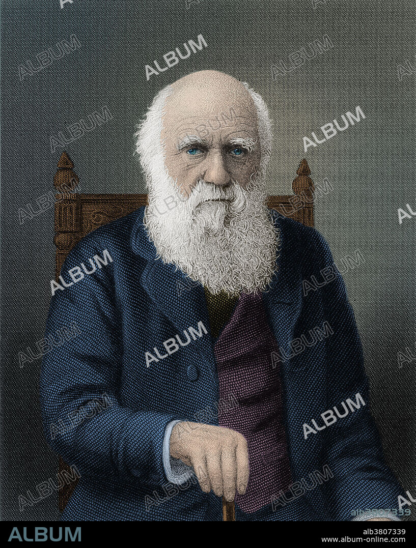Line engraving of Charles Darwin (1809-1882) at the age of 80 by Conrad Cook after Elliot and Fry. Darwin was an English naturalist and geologist. He established that all species of life have descended over time from common ancestors, and in a joint publication with Alfred Russel Wallace introduced his scientific theory that this branching pattern of evolution resulted from a process that he called natural selection, in which the struggle for existence has a similar effect to the artificial selection involved in selective breeding. This image has been colour enhanced.