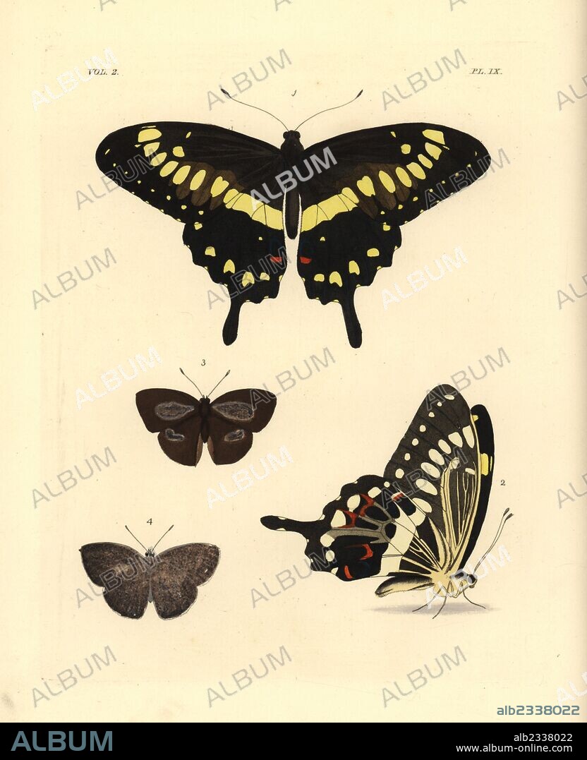 Western emperor swallowtail, Papilio menestheus 1,2, and Indian sunbeam, Curetis thetis (Thecla thetis), female 3,4, ventral and dorsal views. Handcoloured lithograph from John O. Westwood's new edition of Dru Drury's "Illustrations of Exotic Entomology," Bohn, London, 1837.