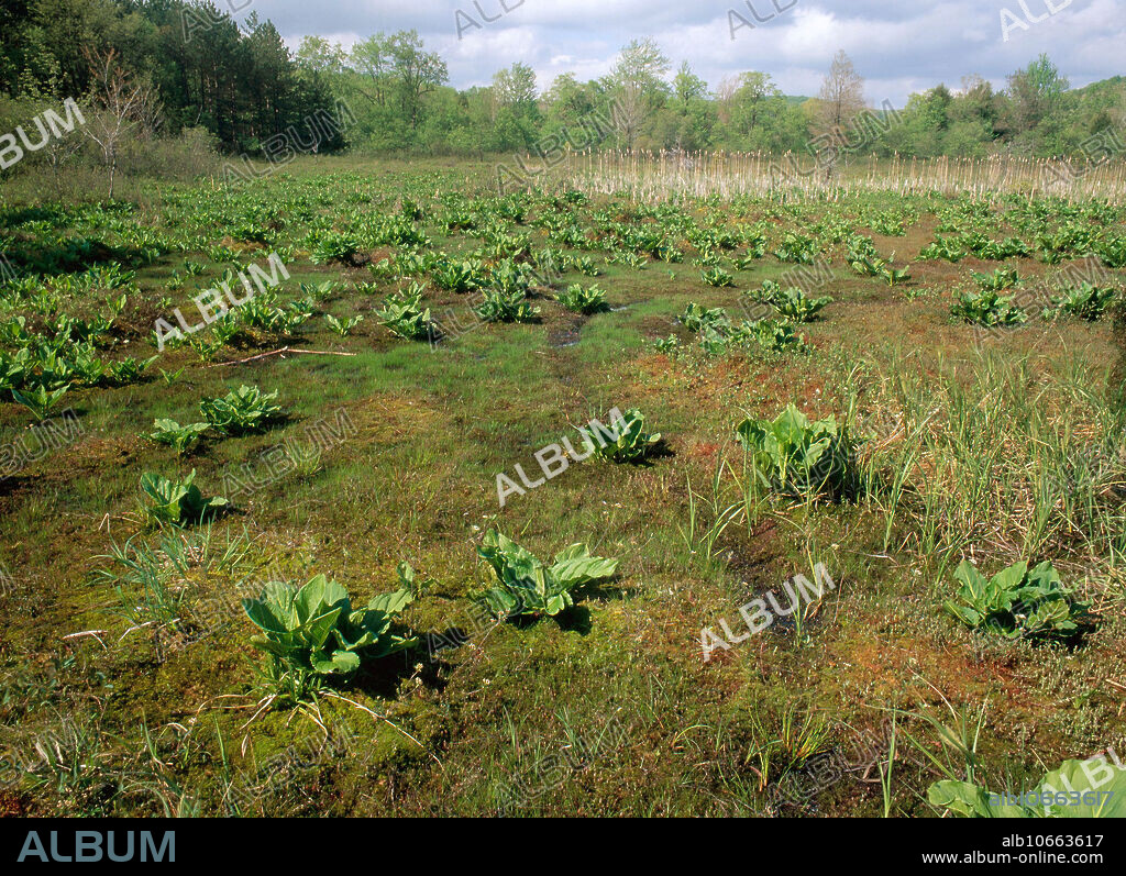 Cranesville Swamp, a peat bog caused by the frost pocket effect in West Virginia.