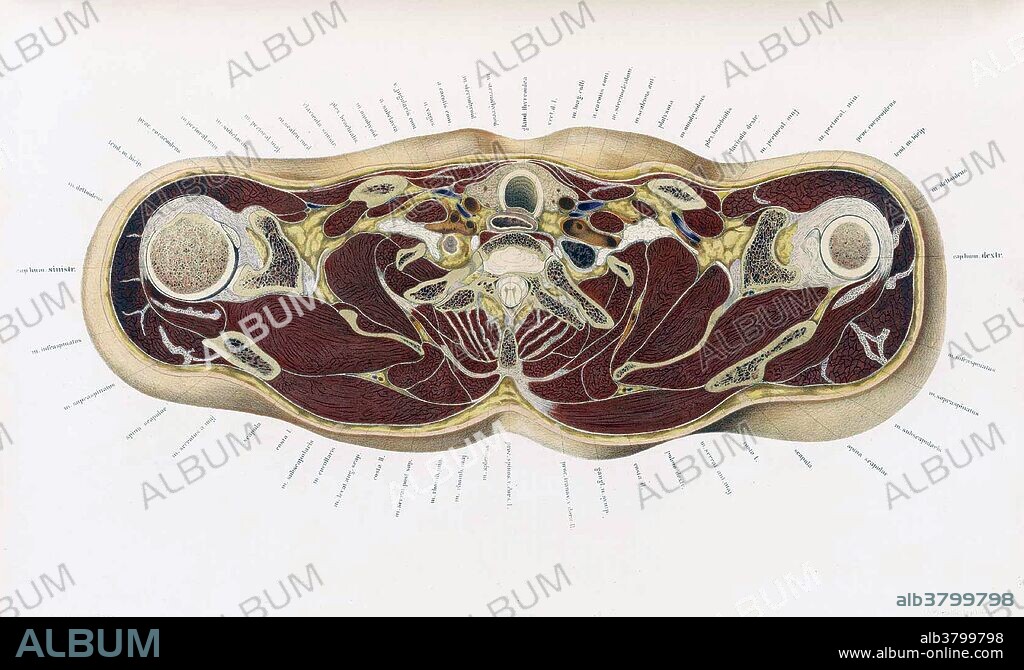 Topographisch-anatomischer, Braune, 1872