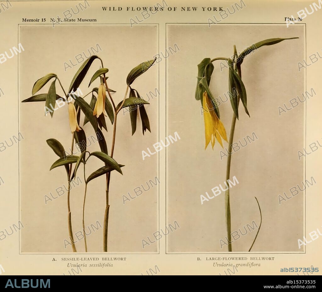 Wild flowers of New York. 1918. New York State, Pictorial works, Wildflowers, Sessile-leaved bellwort, Large-flowered bellwort, Uvularia sessilifolia, Uvularia grandiflora, This composition features two distinct species of bellwort flowers, both beautifully illustrated for educational purposes. On the left, the Sessile-leaved Bellwort (Uvularia sessilifolia) displays its characteristic slender, green leaves and delicate, drooping yellow flowers, showcasing its elegant form. To the right, the Large-flowered Bellwort (Uvularia grandiflora) is depicted with larger blossoms that capture attention with their striking yellow hue, alongside broader foliage. The scientific names and corresponding details are prominently labeled, emphasizing their botanical significance while highlighting the beauty and diversity of wildflowers found in New York.