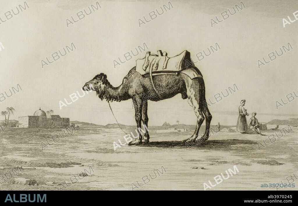 Camello ensillado para el viaje. Grabado por Fleury. Lemaitre direxit. Panorama Universal. Historia de la Arabia, 1851. Biblioteca Histórico Militar de Barcelona. Cataluña. España.