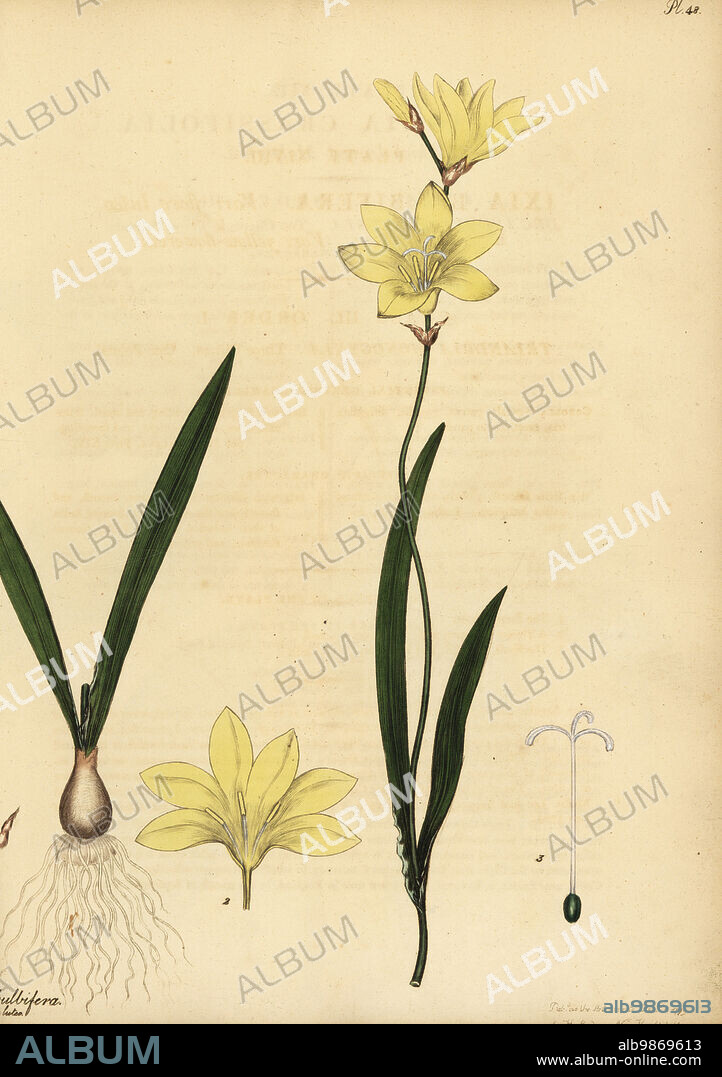 Harlequin flower, Sparaxis bulbifera. Bulb-bearing ixia, var. yellow flowered, Ixia bulbifera var. flore luteo. Copperplate engraving drawn, engraved and hand-coloured by Henry Andrews from his Botanical Register, Volume 1, published in London, 1799.