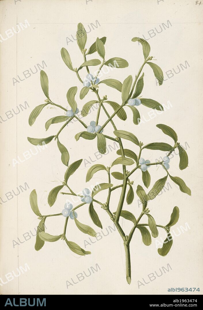ANON. A botanical illustration of a plant. Mistletoe. A hemi-parasitic plant. 'A book containing herbs, flowers, and trees, either growing wild, or cultivated in gardens in England; especially near London; With birds and insects: all painted after the life in their natural colours by - . About the year 1684.". England; Circa 1684. Source: Add. 5282 f.84.