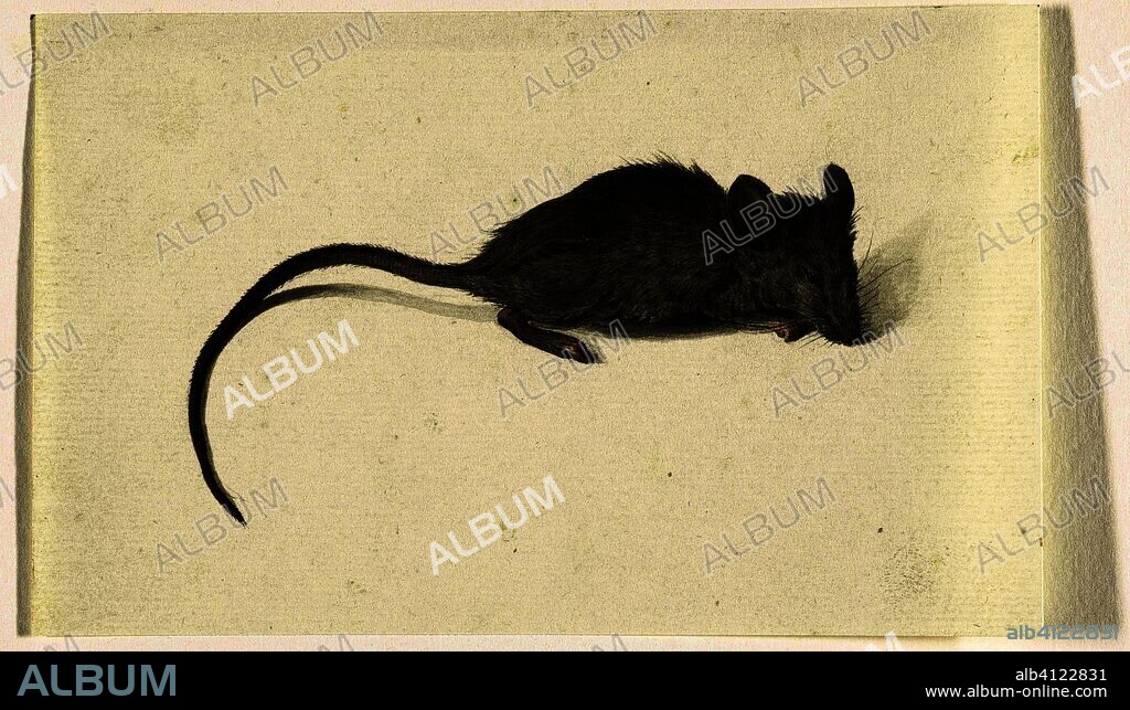 Mouse, to the right. Draughtsman: Jean Bernard. Dating: 1775 - 1833. Measurements: h 101 mm × w 163 mm.