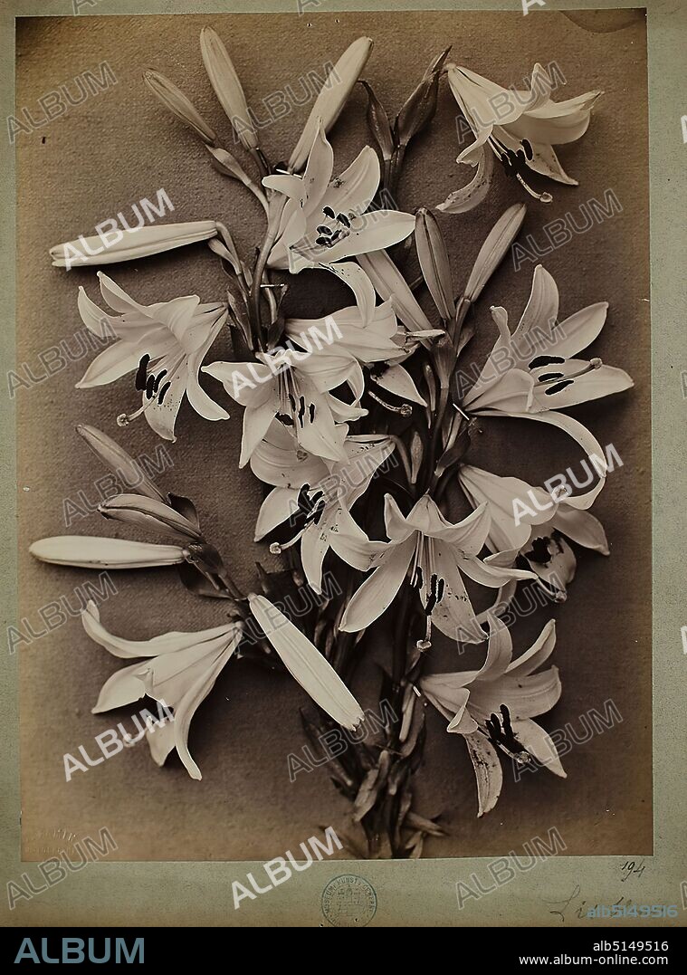 Constant Alexandre Famin, Lis blanc, albumin paper, black and white positive process, image size: height: 31.00 cm; width: 23.10 cm, dry stamp: recto u. li.: C. Famin, Photographe, Paris, inscribed: recto u. re.: 194, Lis blanc, photography, nature photography, lily, flower and fruit still life.