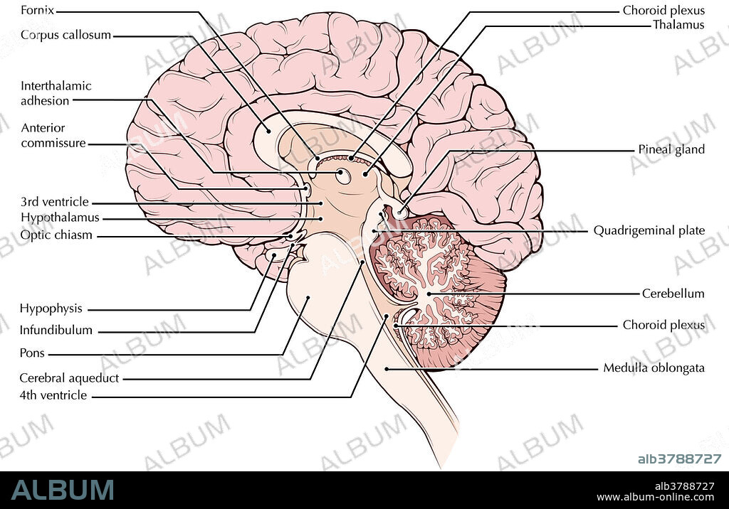 An illustrated midsagittal view of the brain.