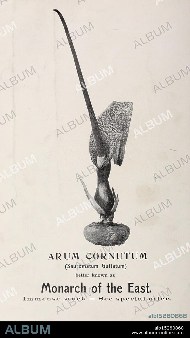 Catalogue of Dutch bulbs, Lisse, Holland, J.J. Grullemans & Sons, flowers, Netherlands, catalogs, Lisse, Arum cornutum, nursery stock, nurseries, horticulture, bulbs, plants, Grullemans, J.J. Sons, This illustration features the Arum Cornutum, also known as Sauromatum Guttatum, prominently displayed in a central position. It highlights the plant's unique and striking shape, with a long, slender stem culminating in a distinctive, elegant flower that curls at the top. Below the flower, the thick, bulbous base is visible, rooted in the ground, emphasizing the plant's growth habit. Accompanying the illustration is the text identifying the plant, along with the tagline ''Monarch of the East, ' suggesting its notable stature or decorative appeal.