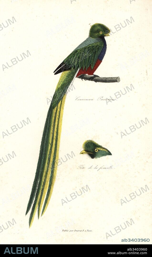 Pavonine quetzal, Pharomachrus pavoninus (Trogon pavoninus). Head of female. Handcoloured copperplate engraving from Rene Primevere Lesson's Complements de Buffon, Pourrat Freres, Paris, 1838.