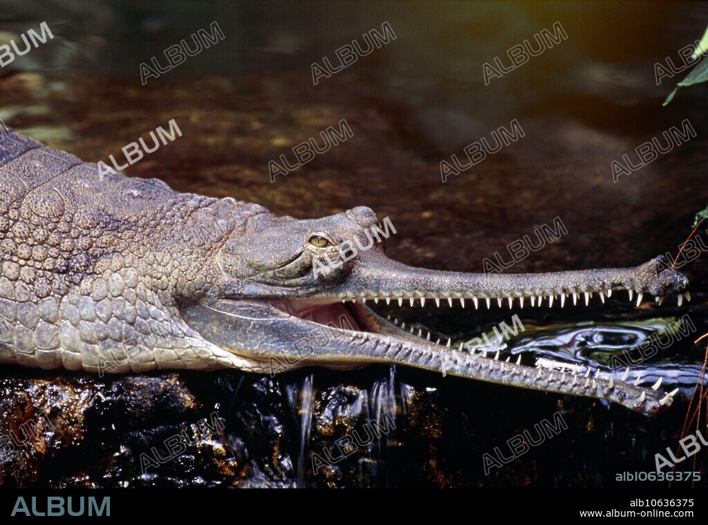 Gharial (Gavialis gangeticus). The gharial (or gavial) is a relative of crocodiles and alligators. It has a distinctive long snout with small, sharp teeth adapted for catching fish, which are its main prey item. In mature males, the snout has a bulbous growth at the tip. It is termed a ghara (Hindi for "pot"); the name gharial derives from this term. The function of the ghara is not certain, but it is thought to play a role in mating displays. Gharials are among the largest of the crocodilians, with males reaching 6 metres or more. They inhabit rivers in Southeast Asia, around the north of the Indian subcontinent. They are endangered by habitat loss and hunting.