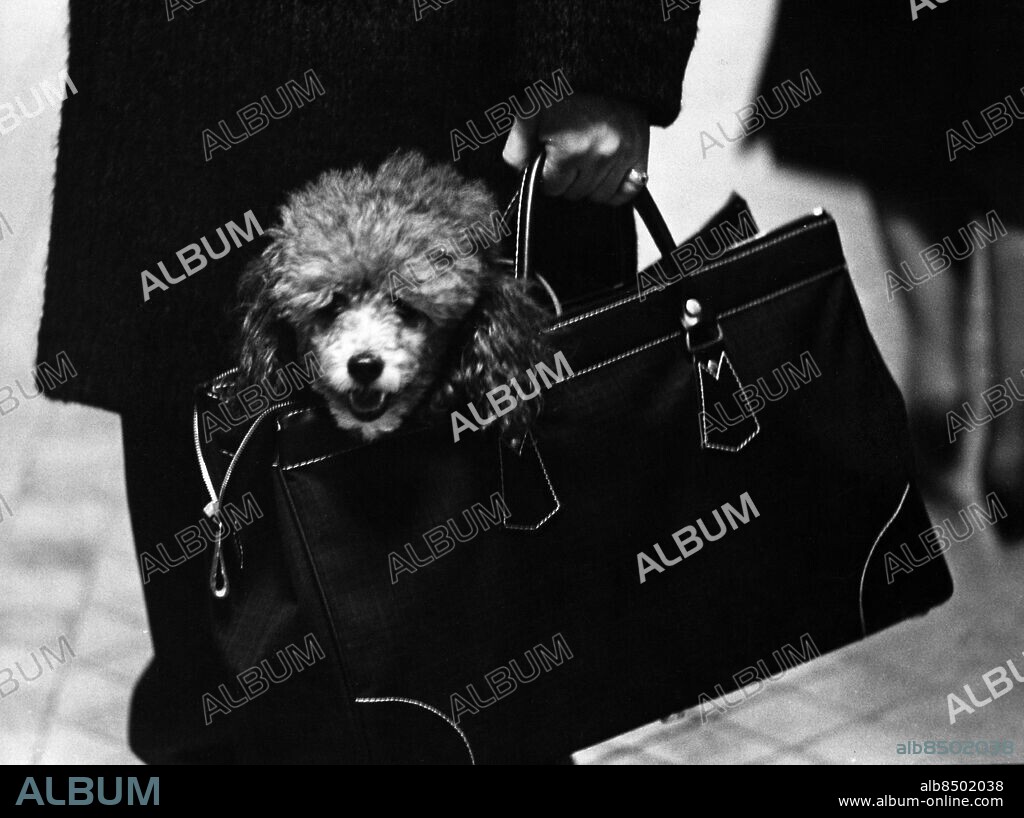 ARKIV STOCKHOLM 19640226. En resenär i tunnelbanan bär sin hund i en väska. Foto: Bertil S-son Åberg / SVT Bild / Kod: 5600 RiR sv/v 17158 RiR nr. 43/64 Mapp: TV Stockholms tunnelbana. TV Rep. Pudel sites: STOCKHOLM;SVERIGEBilden får endast användas i programpresenterande sammanhang. Fotografens namn, Sveriges Television samt programmets titel skall alltid anges.