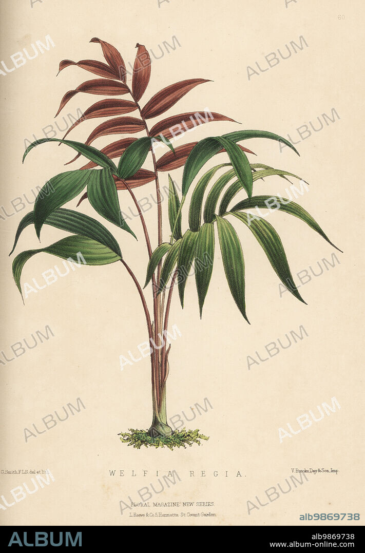 Palm tree, Welfia regia. Specimen provided by nurseryman William Bull of King's Road, Chelsea. Handcolored botanical illustration drawn and lithographed by Worthington George Smith from Henry Honywood Dombrain's Floral Magazine, New Series, Volume 2, L. Reeve, London, 1873. Lithograph printed by Vincent Brooks, Day & Son.