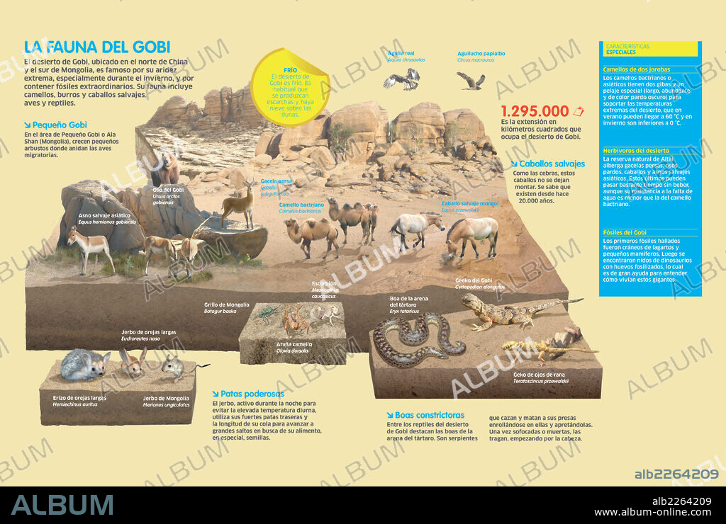 La fauna del Gobi. Infografía que nos presenta la fauna característica del desierto del Gobi, una de las zonas desérticas más grandes e importantes del mundo.